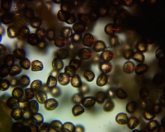 Physarum auripigmentum