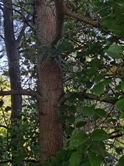 Quercus imbricaria