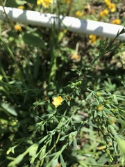 Hypericum drummondii