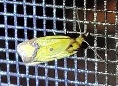 Agapeta zoegana