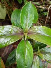 Oldenlandia cristata
