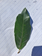 Quercus imbricaria