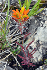 Castilleja coccinea