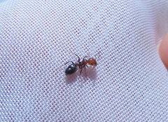 Crematogaster scutellaris