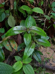 Oldenlandia cristata