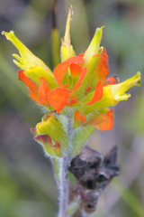 Castilleja coccinea