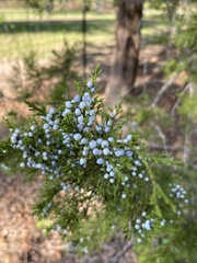 Juniperus virginiana