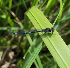 Coenagrion pulchellum