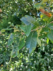 Quercus imbricaria