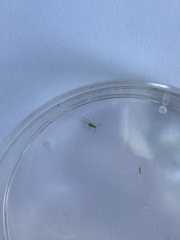 Arthropoda