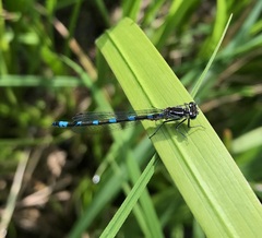 Coenagrion pulchellum