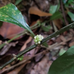 Oldenlandia cristata