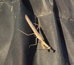 Schizomantodea