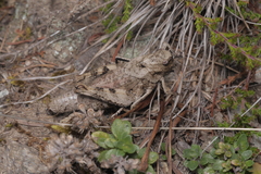 Psophus stridulus