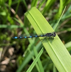 Coenagrion pulchellum