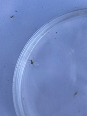 Arthropoda