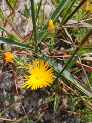 Lampranthus explanatus