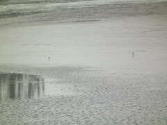 Charadrius alexandrinus