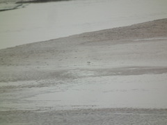 Charadrius alexandrinus