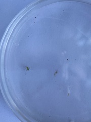 Arthropoda