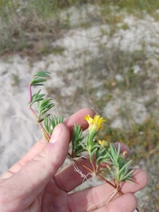 Lampranthus explanatus
