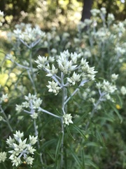 Pseudognaphalium