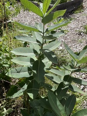 Asclepias syriaca