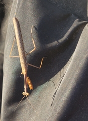 Schizomantodea