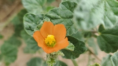 Sphaeralcea parvifolia
