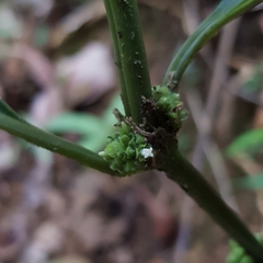 Oldenlandia cristata