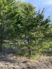 Juniperus virginiana