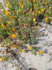 Lampranthus explanatus