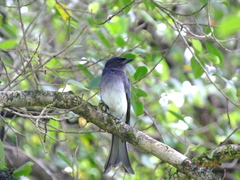 Dicrurus caerulescens