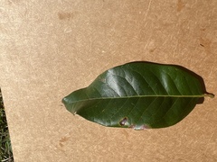 Quercus imbricaria