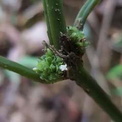 Oldenlandia cristata