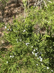 Juniperus virginiana