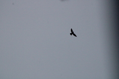 Chordeiles acutipennis