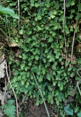 Fissidens