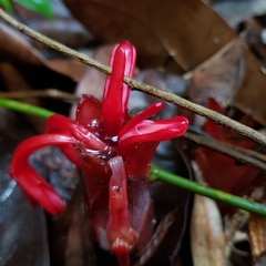 Hornstedtia scyphifera