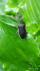 Padaeus trivittatus