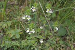 Euphrasia officinalis