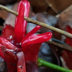 Hornstedtia scyphifera