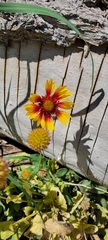 Gaillardia aristata