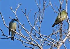 Tersina viridis