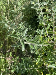 Elaeagnus angustifolia
