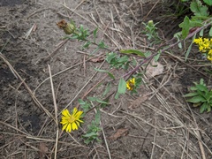 Heterotheca villosa