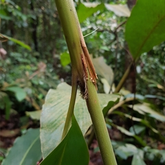 Hornstedtia scyphifera
