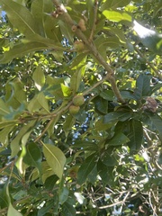 Quercus imbricaria