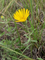Heterotheca villosa