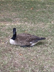Branta canadensis